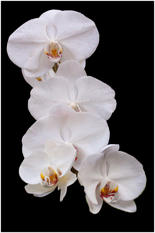 Phalaenopsis No 8 PRES s